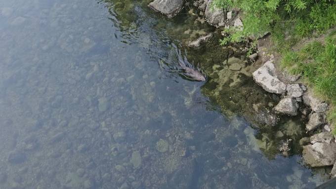 Grosser Biber-Zuwachs im Kanton St.Gallen