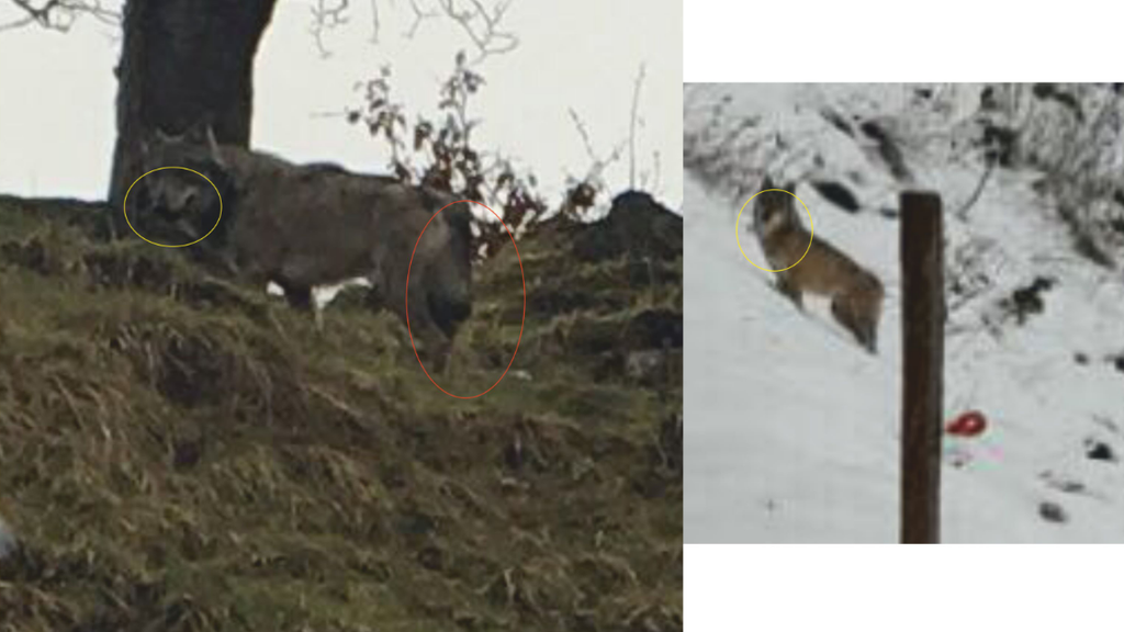 Am Ostermontag sollen zwei verschiedene Wölfe gesichtet worden sein. (Bild: vwl-ost.ch)