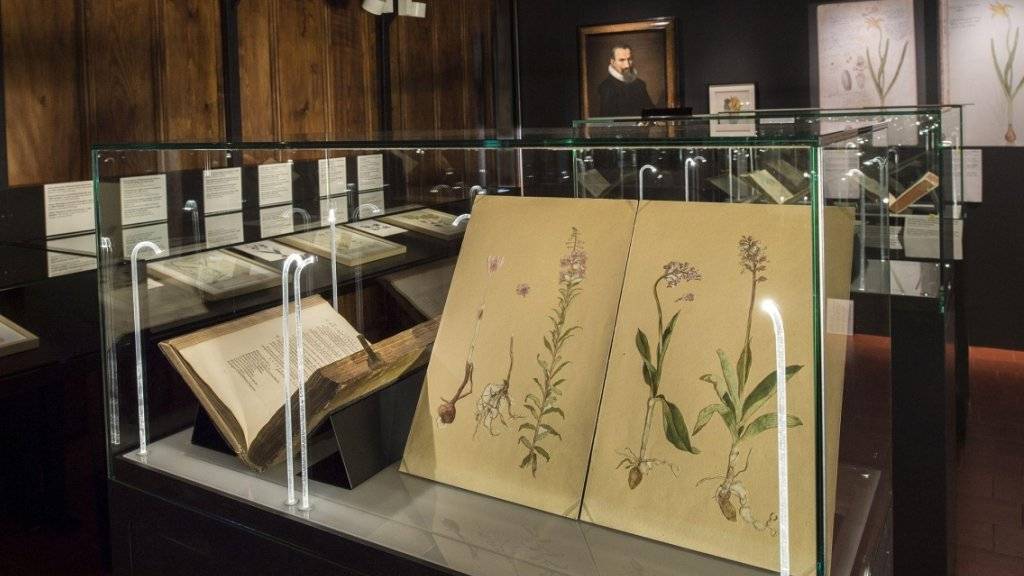 Blick in den Raum, in dem der Themenbereich Botanik behandelt wird. Gezeigt werden nicht nur Pflanzenzeichnungen aus der Sammlung Conrad Gessners, sondern auch Bilder anderer Künstler.