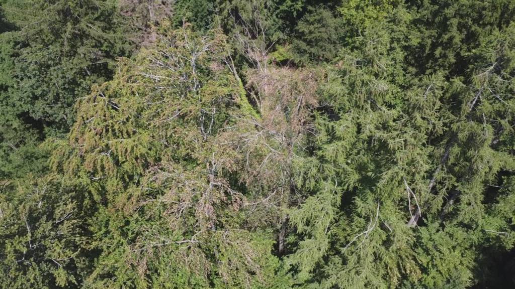 Blätter wie im Herbst: So extrem setzt die Trockenheit den Wäldern zu