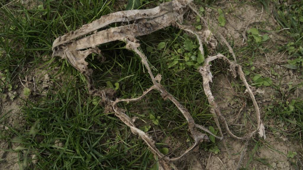 Je stärker die Unterhosen nach einer bestimmten Zeit zersetzt waren, desto mehr Bodenlebewesen wie Bakterien, Pilze, Regenwürmer und Insekten waren im Boden aktiv. (Archivbild)