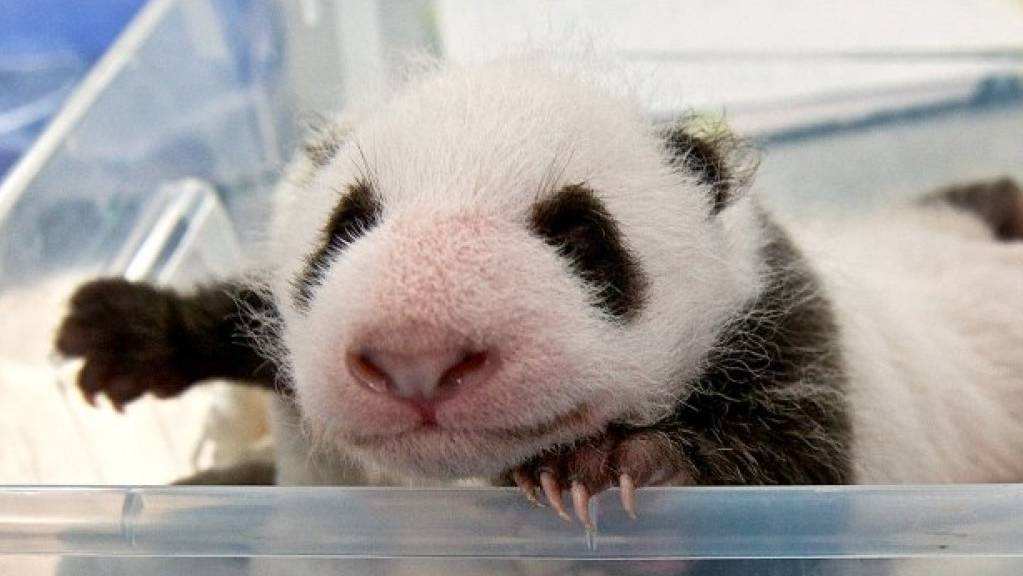 Schon 1400 Gramm schwer: Eines der beiden Panda-Jungen beim Wägen im Zoo Berlin.