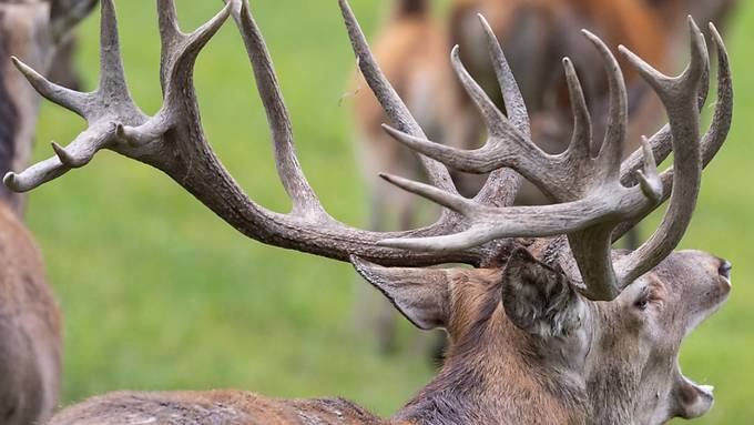 Im Berner Oberland beginnt die Sonderjagd auf Hirsche