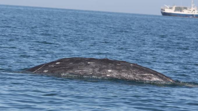 Wal schwimmt möglichen neuen Streckenrekord von 27'000 Kilometern