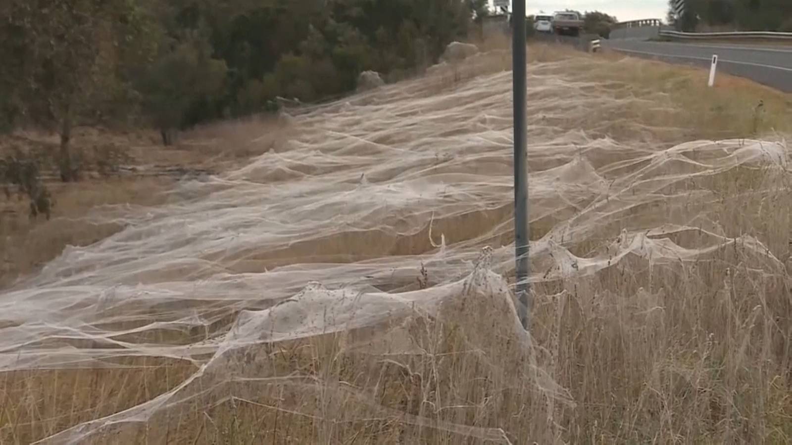 Nach Der Mauseplage Die Spinneninvasion Riesige Spinnennetze In Australien Argoviatoday