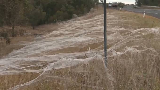Riesige Spinnennetze in Australien