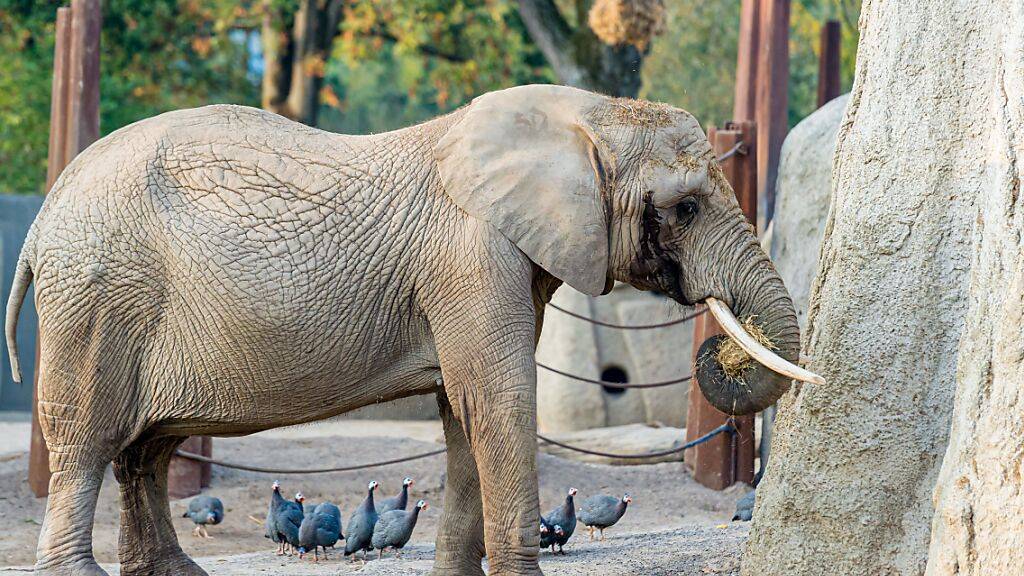 Die 47-jährige Elefantenkuh Heri im Zoo Basel.