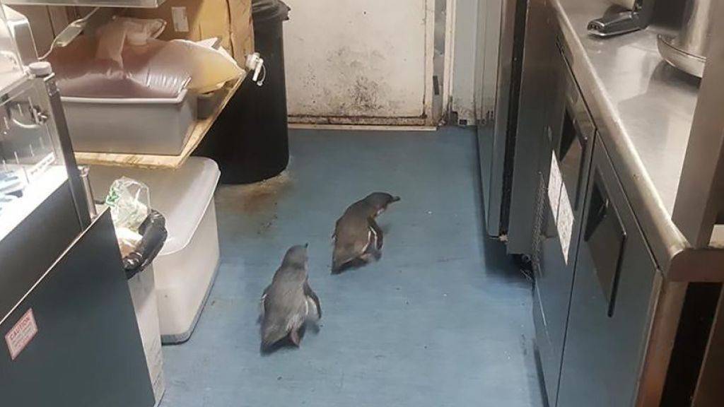 Bereits im Juli mussten sehr wahrscheinlich die gleichen Pinguine gleich zweimal von der Polizei aus einem Sushi-Restaurant in Wellington geholt werden. (Archivbild)