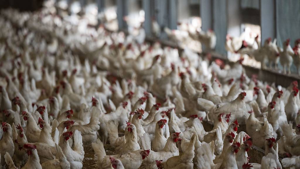 Der Hühnerbestand in der Schweiz wächst stetig. (Archivbild)