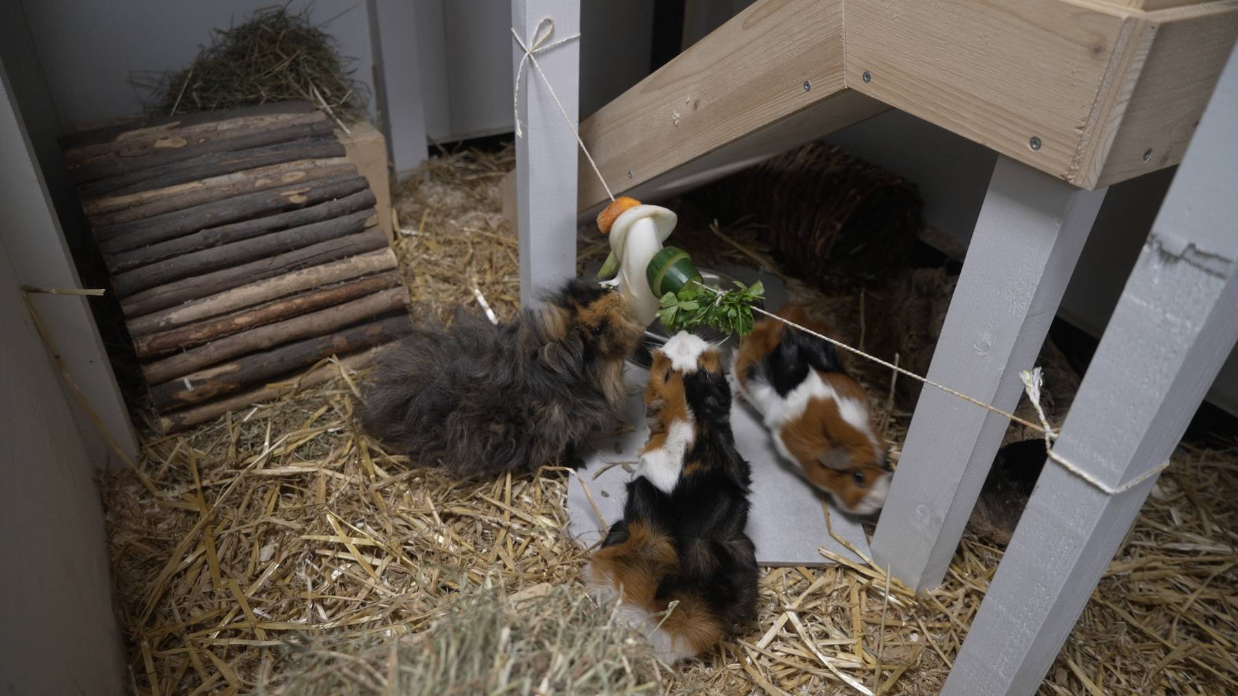 Charlie, Foxy und Herbie