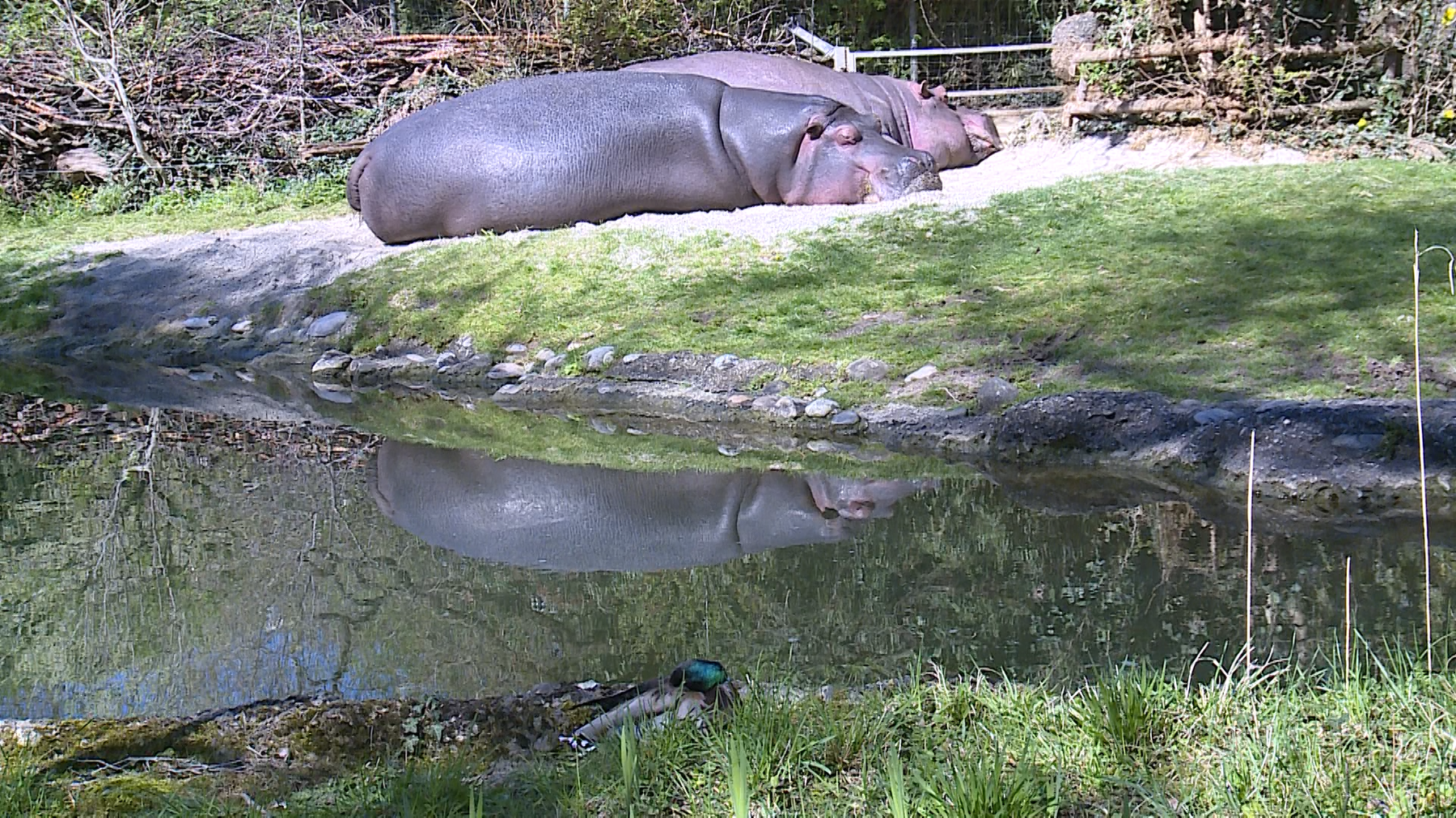 Wildlebende Tiere im Zoo Basel