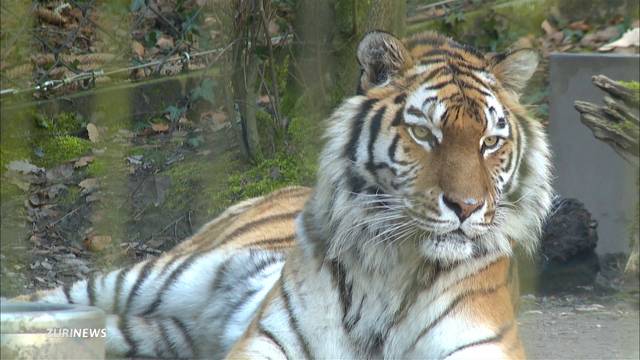 Amurtiger Elena tot: «Ein Teil der Familie ist gestorben»