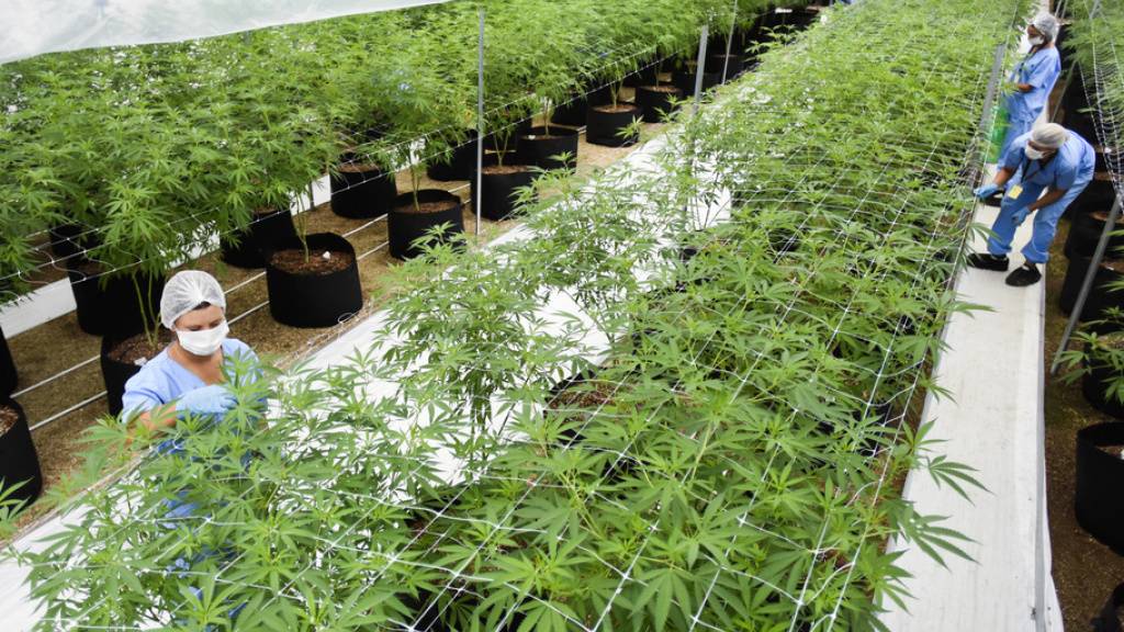 Legale Indoor-Plantage für medizinisches Marihuana. Aber man braucht nicht zu kiffen, um von Cannabis zu profitieren: Ein synthetisches Cannabinoid verhilft Parkinson-Patienten zu besserem Schlaf und weniger Ängsten. (Symbolbild)