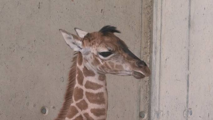 Giraffenbaby im Knies Kinderzoo