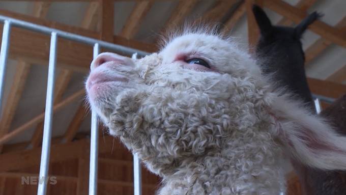 Bei Blitz und Donner geboren: Flauschiges Alpaka-Baby in Ortschwaben auf die Welt gekommen