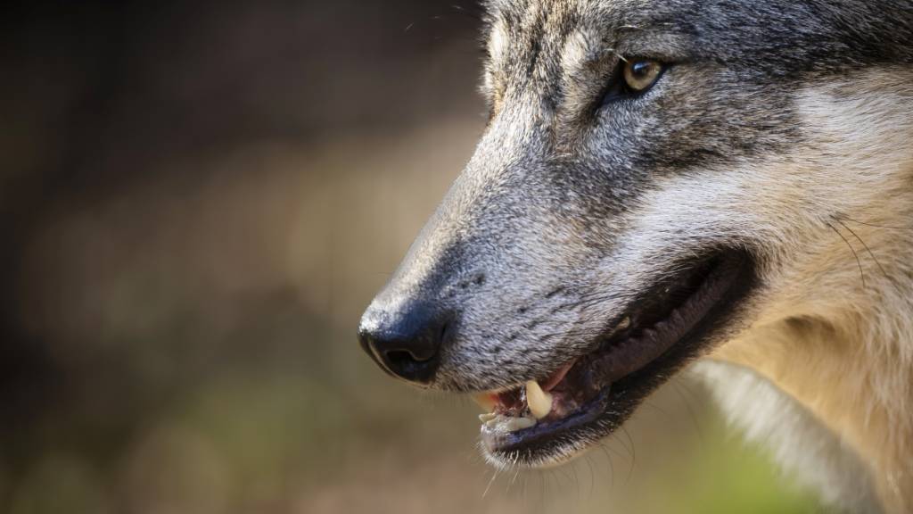 Wolf reisst in Altendorf SZ vier Ziegen