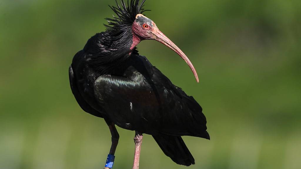 Waldrappe gehören zu den seltesten Vögeln überhaupt. (Archivbild)
