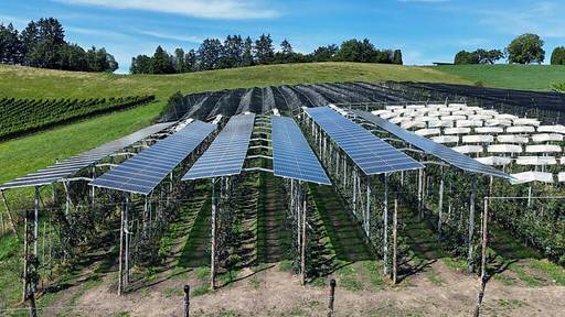 Pilotprojekt im Aargau: Photovoltaik-Anlage über Obstanlage