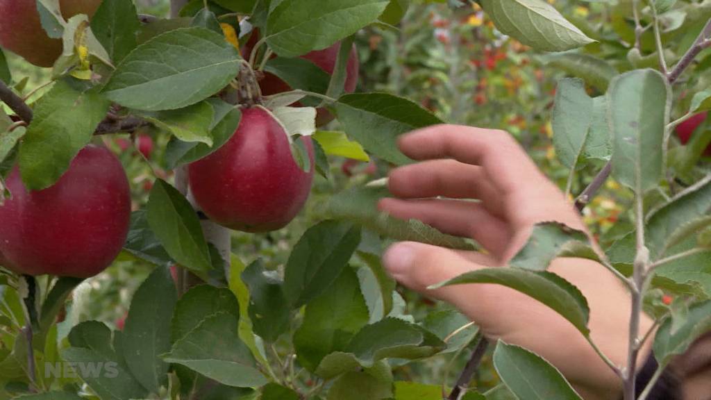 Der Herbst ist die Zeit der Most-Saison