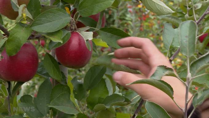 Herbstsaison ist Mostsaison