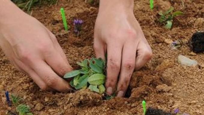 Alpenpflanzen wehren sich gegen Klimawandel