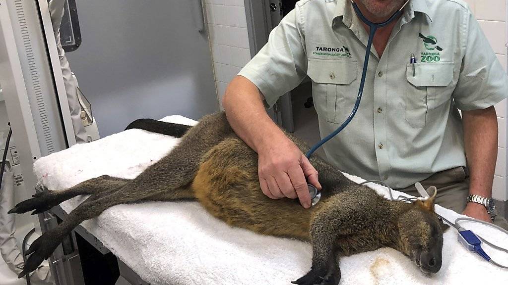 Der Tierarzt stellte kaum Verletzungen fest: Das kleine Känguru war zuvor von der Polizei in Sydney auf der berühmten Hafenbrücke eingefangen worden.