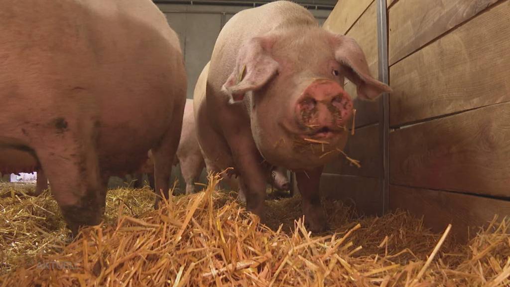Vorsicht: Aargauer Bauern müssen ihre Ställe vor der ansteckenden Lungenkrankheit bei Schweinen schützen