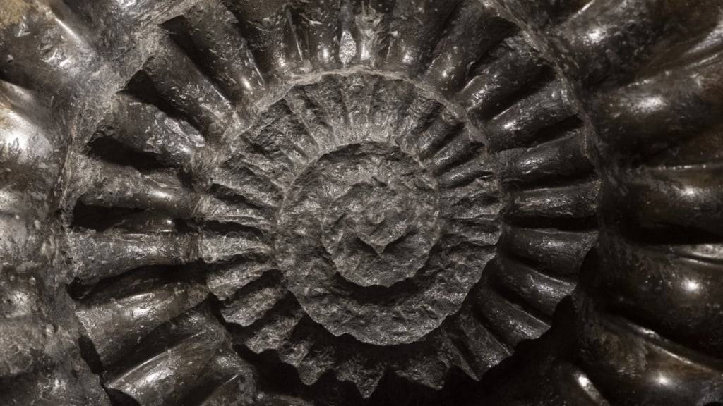 Fossilien sind laut den Forschenden viel mehr als nur Knochen. (Archivbild)