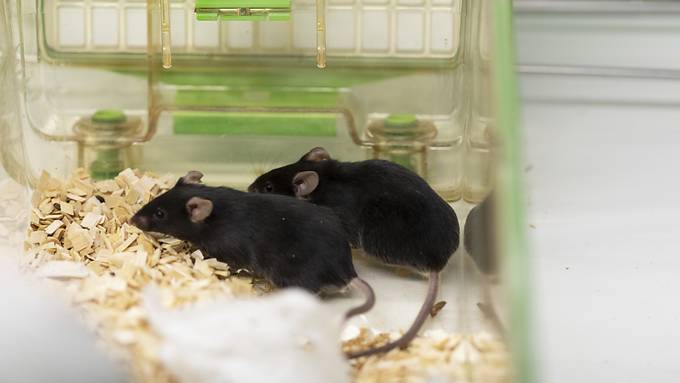 Bundesrat will mit Forschungsprogramm Tierversuche reduzieren