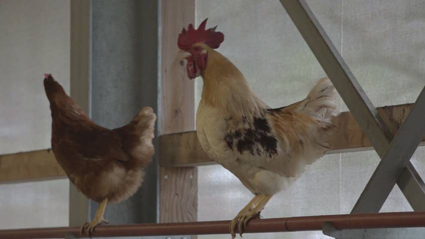 Eierproduktion im Akkord: Osterstress im Hühnerstall
