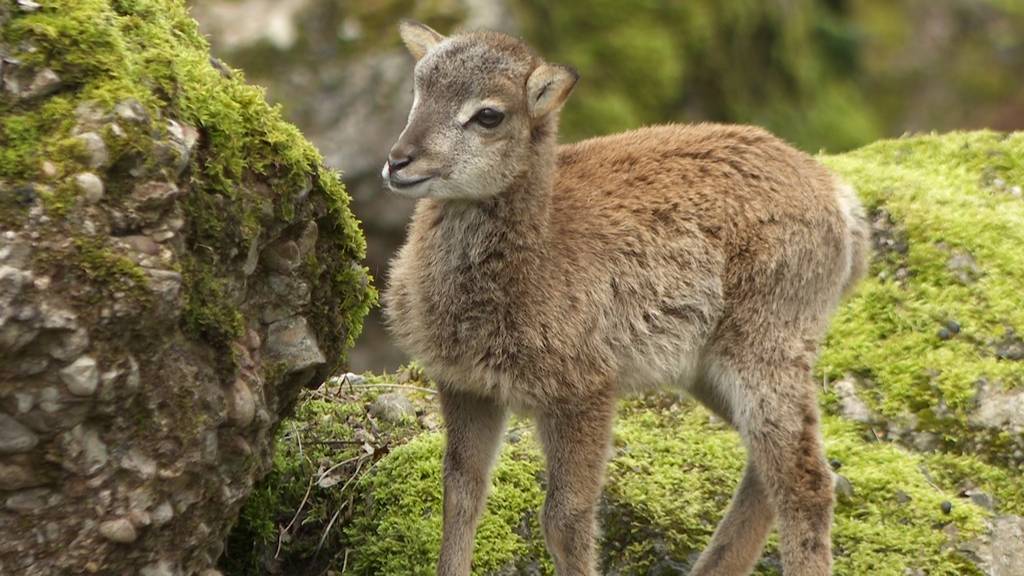 Im Tierpark Goldau kamen über Ostern viele Tier-Babys auf die Welt