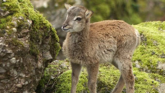 Im Tierpark Goldau kamen über Ostern viele Tier-Babys auf die Welt