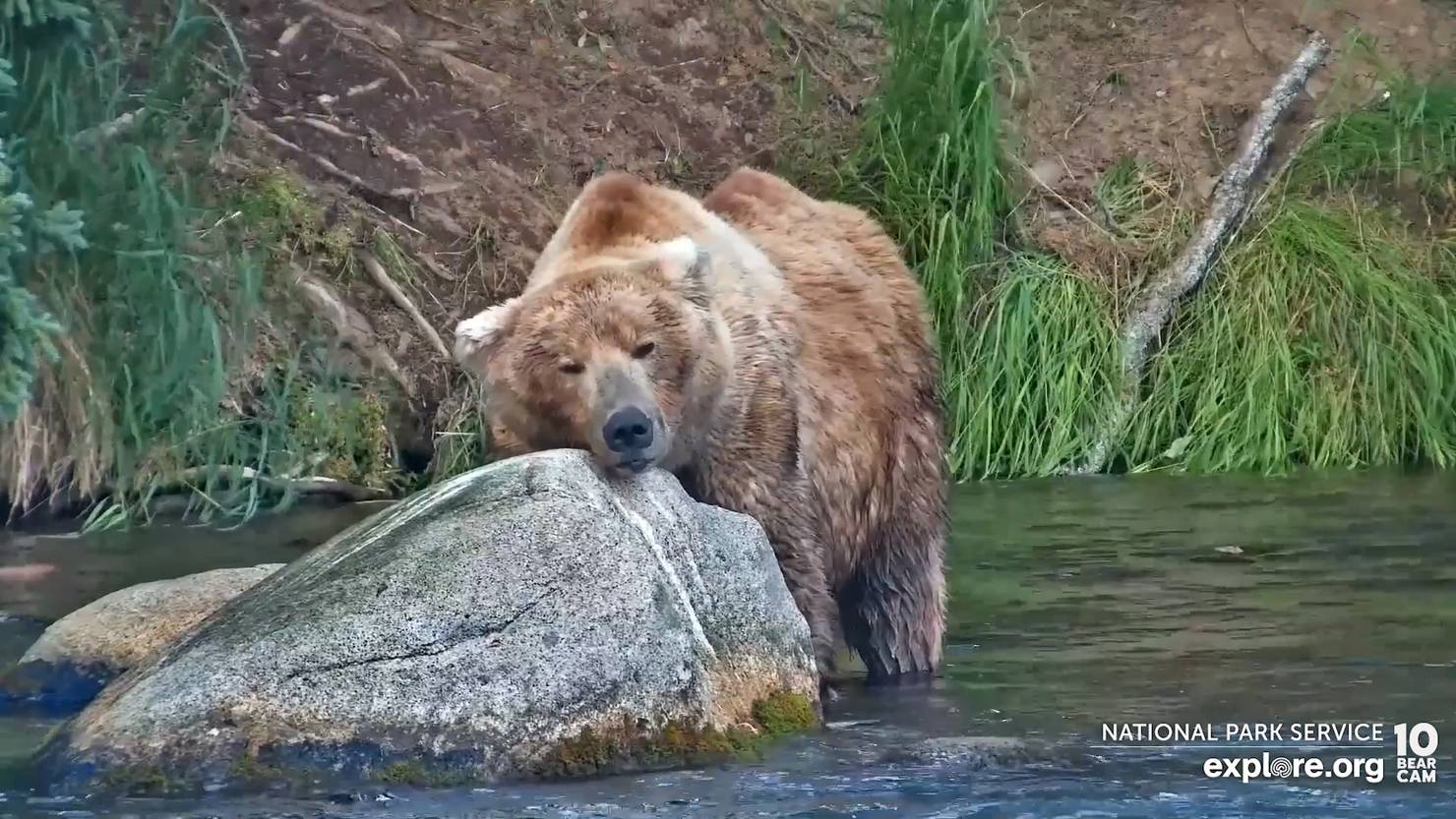 “Fat Bear” poll names the fattest brown bear in Alaska