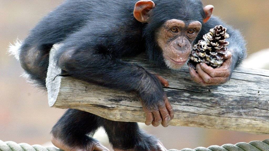 Männliche junge Schimpansen spielen zwar öfter mit Objekten - im späteren Werkzeuggebrauch sind ihnen die Weibchen aber überlegen.