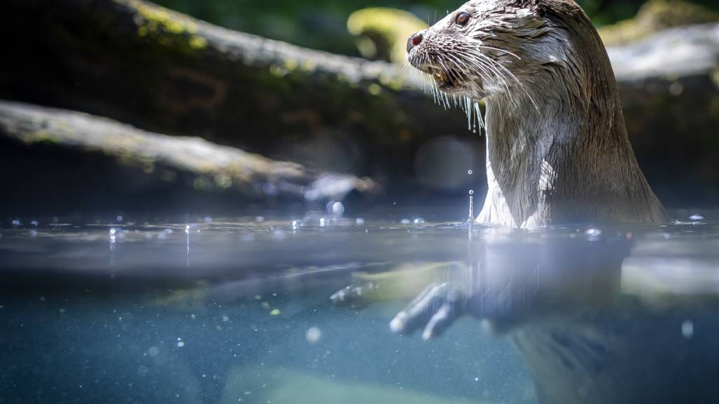 Spuren des Fischotters im Kanton Schwyz nachgewiesen