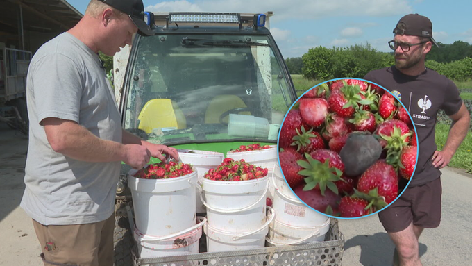 Dauerregen zerstört tonnenweise Erdbeeren in der Ostschweiz