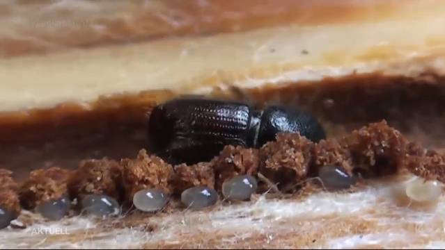Borkenkäferinvasion wegen Sommerhitze?