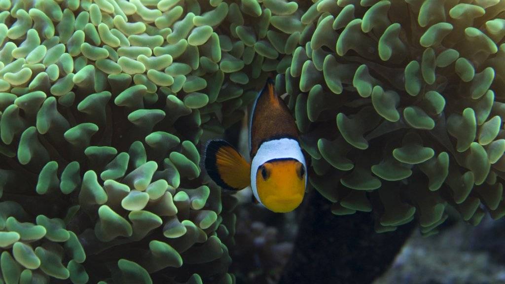 Clownfisch und Seeanemone leben in Symbiose. Das Ausbleichen der Anemonen setzen die kleine Fische unter Stress, wodurch sich diese weniger fortpflanzen.