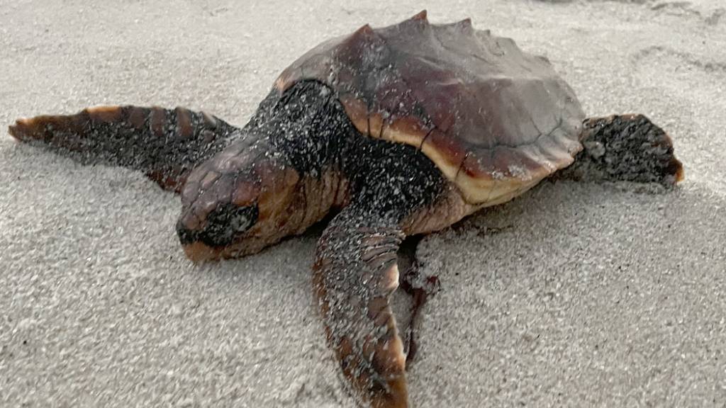 Eine unechte Karettschildkröte liegt am Hörnumer  im Sand. Diese Schildkröte ist im Mittelmeer oder Atlantik zu Hause. (Archivbild)