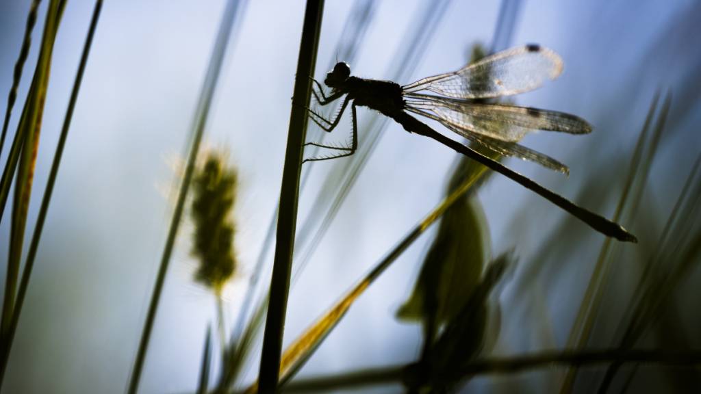 Die neue kantonale Website www.terraviva.gr.ch informiert über den Umsetzungsstand der Bündner Biodiversitätsstrategie 2023-2028. (Symbolbild)