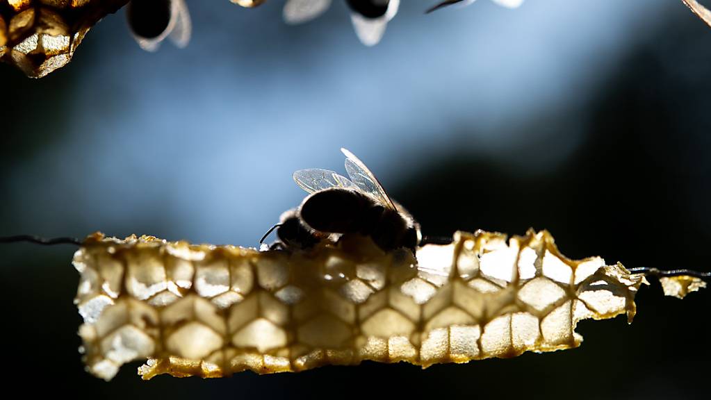 «Alle Honigbienenvölker der Schweiz sind chronisch krank», so der Professor vom Institut für Bienengesundheit der Uni Bern.