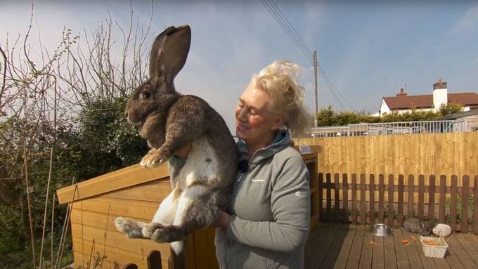 Jemand hat das weltgrösste Kaninchen dieses Ex-Playboy-Models geklaut