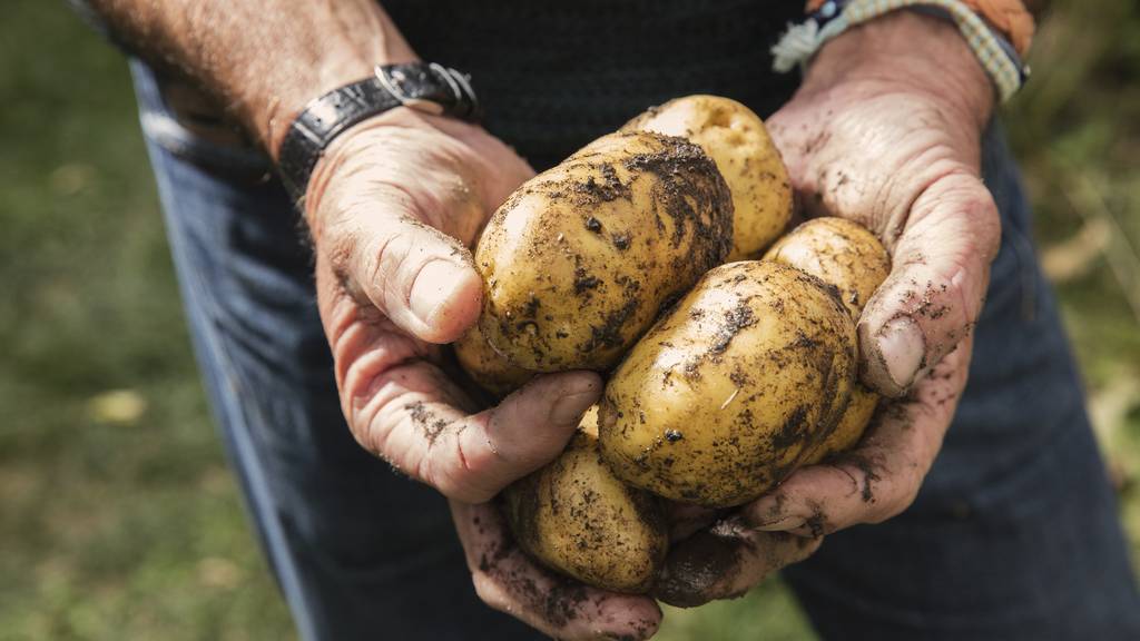 Weniger Ertrag und unförmige Kartoffeln: So geht es den Thurgauer Landwirten