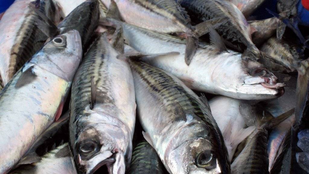 Frisch gefangene Makrelen - mit einem jährlichen Handelsvolumen von 144 Milliarden Dollar ist Fisch eines der am intensivsten gehandelten Güter.