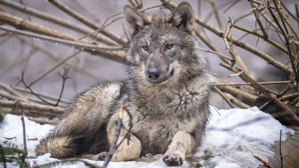 In der Schweiz sind zwischen September 2025 und Januar 2026 89 Wölfe getötet worden. (Archivbild)