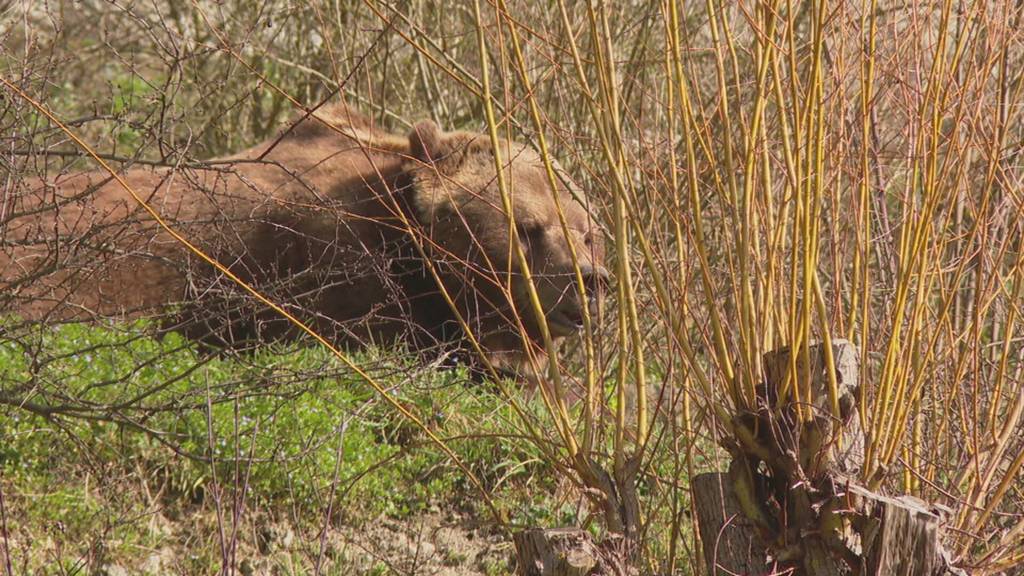 Bärenpark-Bären erwachen aus der Winterruhe