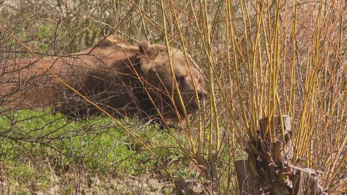 Bärenpark-Bären erwachen aus der Winterruhe
