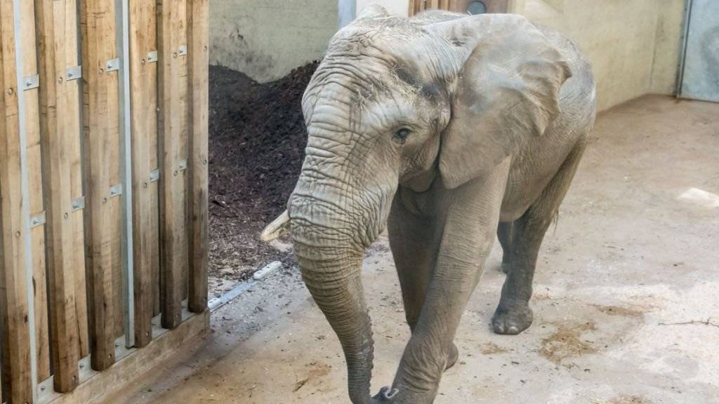 «Jack» heisst der neue Elefantenbulle im Zoo Basel. Er ist 24 Jahre alt und hat bisher in Ungarn gelebt.