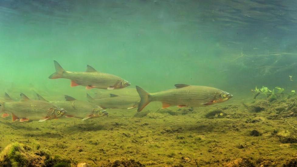 Fischer entdeckt in Gams über hundert Fische einer bedrohten Art