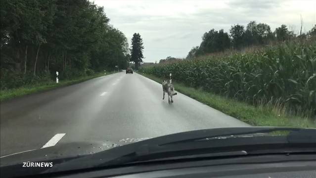 Streunende Hunde gefährden Wildtiere